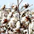 Cotton