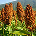 Sorghum