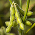 Soybeans